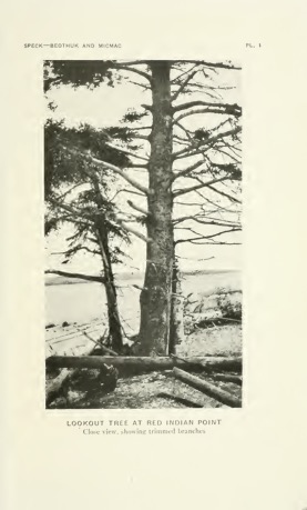 Lookout Tree at Red Indian Point A black-and-white photograph of a tall tree on the shore of a lake. Various logs pile around the base of the tree, and another shorter tree with leaves stands behind the tree that is closer to the lens of the camera. A blurry background lies beyond the lake.