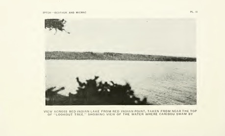 View Across Red Indian Lake from Red Indian Point A black-and-white photo of a view of a lake from the top of the tree, with a blurry outline of leaves obscuring the view of the lake and the distant shore across it.